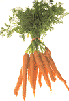 carrot